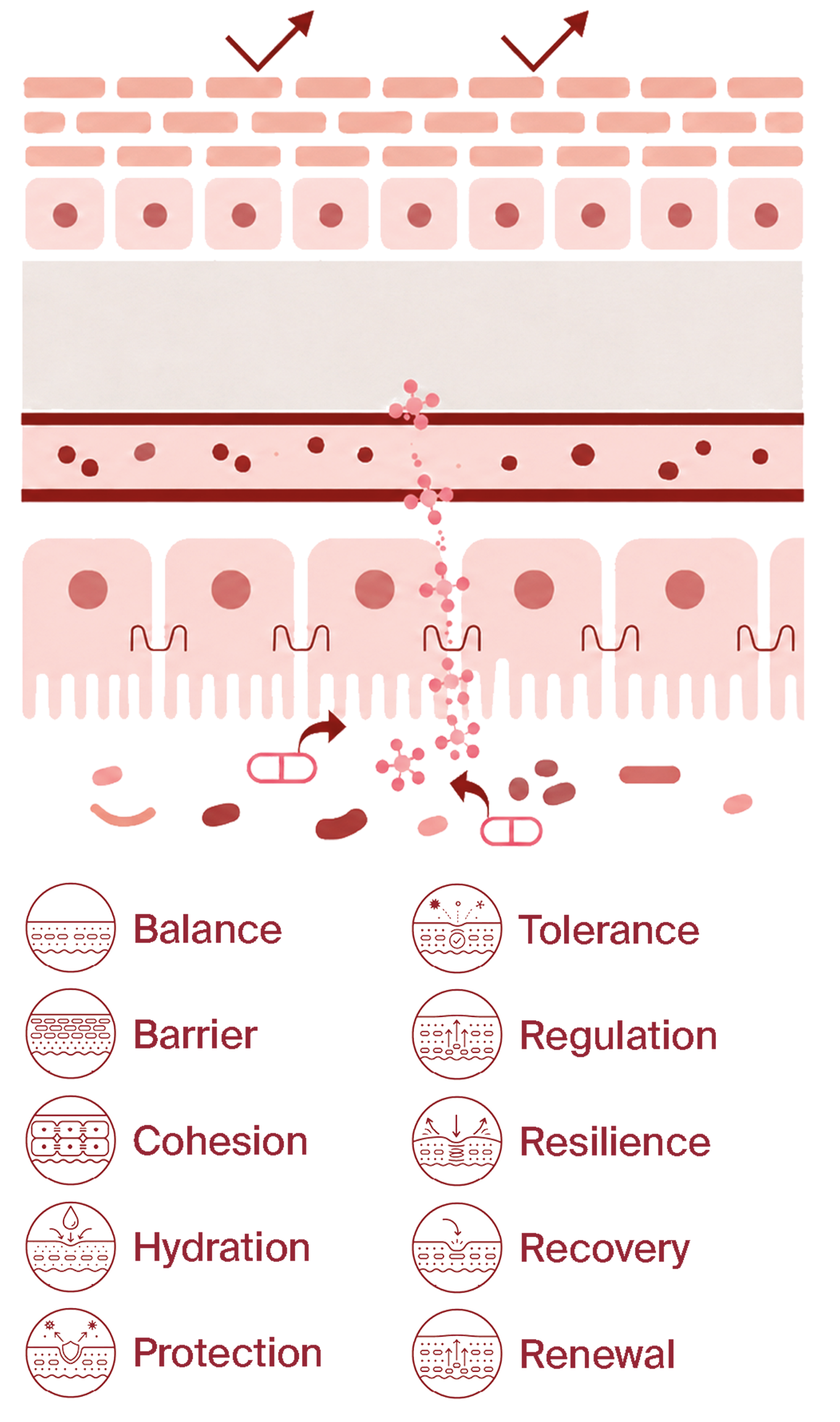Skin After